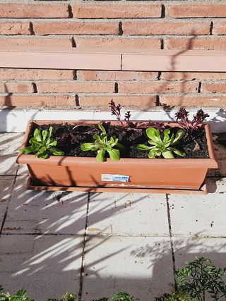 Jardinera con bandeja. Vacía 
