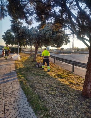 Limpieza de parcelas poda de árboles