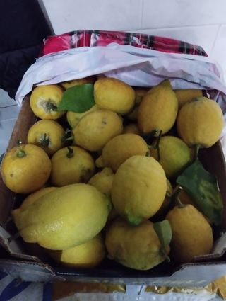 Limoni