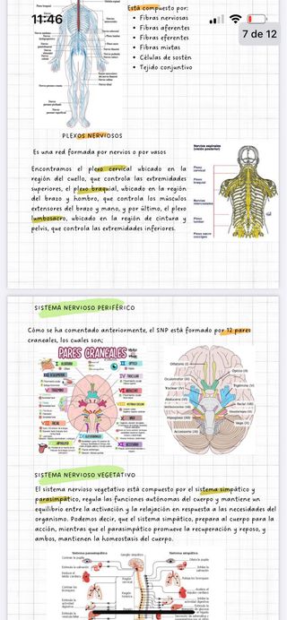 Apuntes anatomia por la imagen