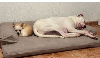 Sofa perro viscoelastico a estrenar 120x75cm