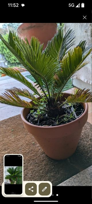 Palmeras