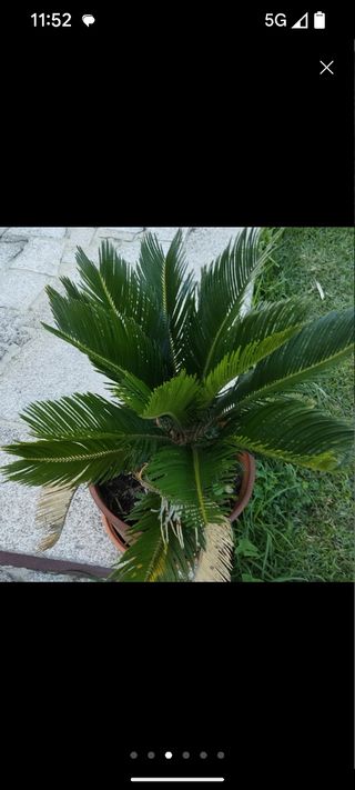 Palmeras