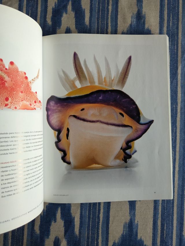 Las Mejores Fotografías De David Doubilet