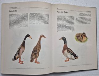 Atlas ilustrado de animales domésticos.