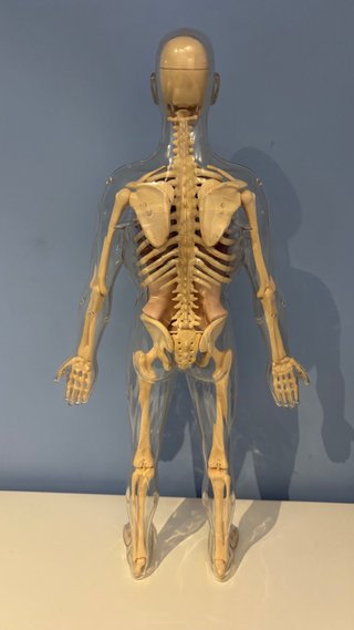 Juego anatomia humana. PRECIO NEGOCIABLE