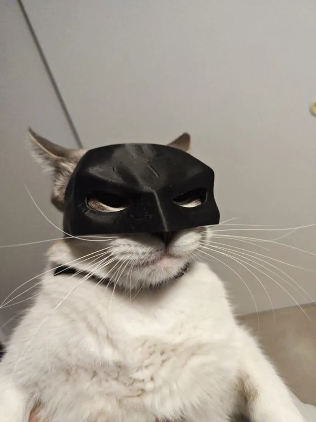Cat mask