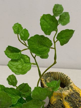 Tronco cueva decoración acuario