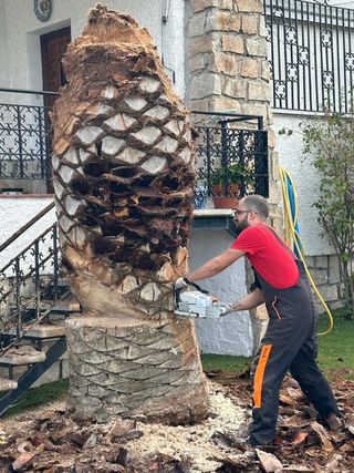 Poda y tala de arboles y palmeras