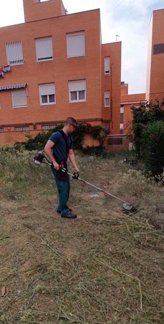 Poda y tala de arboles y palmeras