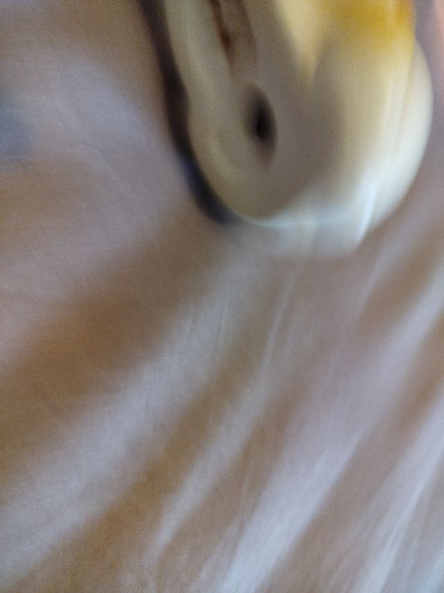 Statuina Gattino Thun 