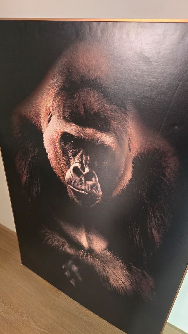 Cuadro gorila 80x120cm