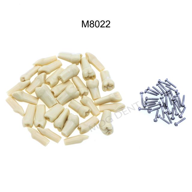 Modelo Dental de resinas para dentaduras postizas 