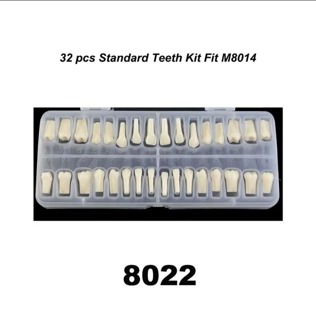 Modelo Dental de resinas para dentaduras postizas 