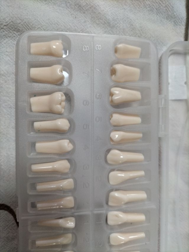 Modelo Dental de resinas para dentaduras postizas 