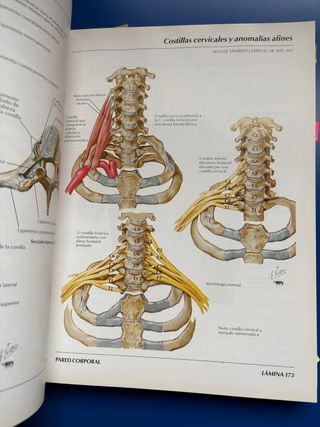 Atlas de Anatomia Humana  2 Ed Spanish