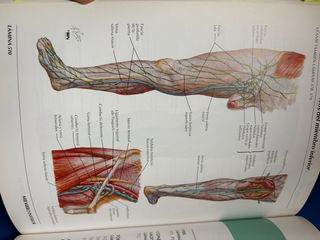 Atlas de Anatomia Humana  2 Ed Spanish