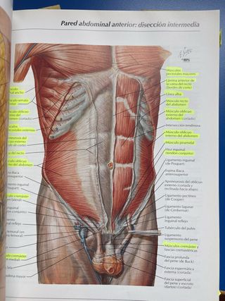 Atlas de Anatomia Humana  2 Ed Spanish