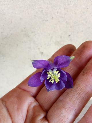 Agotada - Aguileña morada - Bulbosa