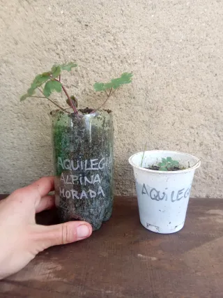 Agotada - Aguileña morada - Bulbosa