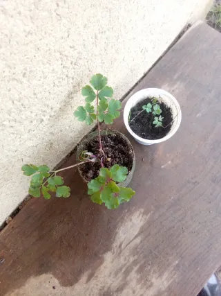 Agotada - Aguileña morada - Bulbosa