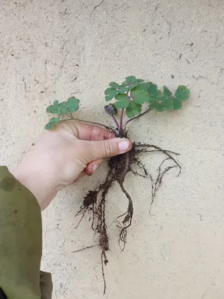 Agotada - Aguileña morada - Bulbosa