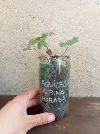 Agotada - Aguileña morada - Bulbosa