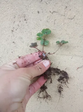 Agotada - Aguileña morada - Bulbosa