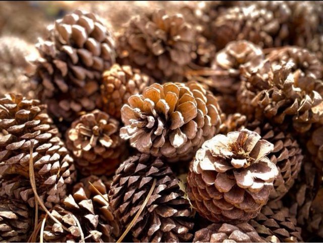 Piñas secas para encender barbacoa o decorar