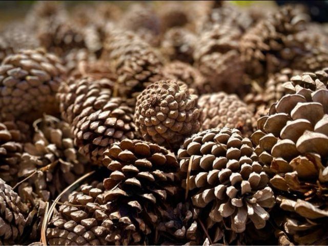 Piñas secas para encender barbacoa o decorar