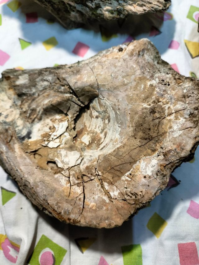 Conchiglie conchiglia fossile fossili