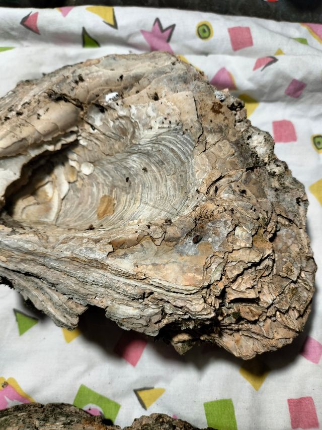 Conchiglie conchiglia fossile fossili