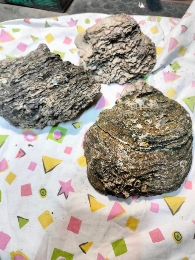 Conchiglie conchiglia fossile fossili