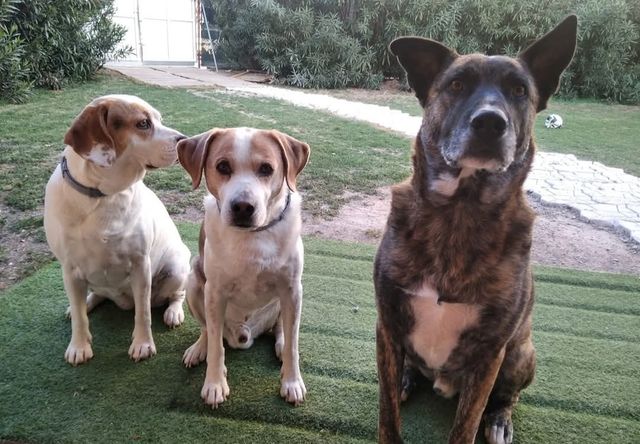 Educador  y residencia canina.