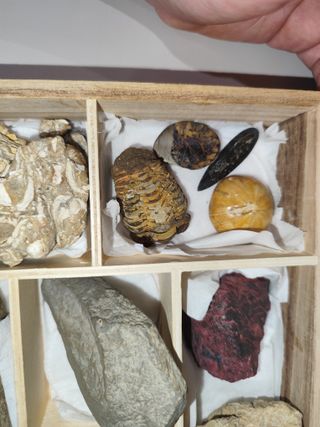 Fosiles por separado