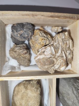 Fosiles por separado