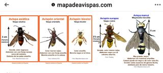 Servicio control avispas invasoras