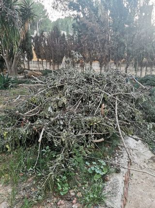Retirada de poda