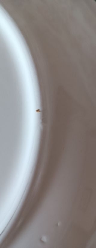 Vintage: piatti pizza