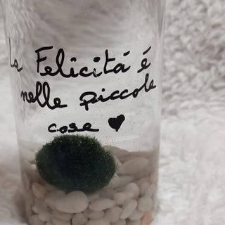Alga "Marìmo"