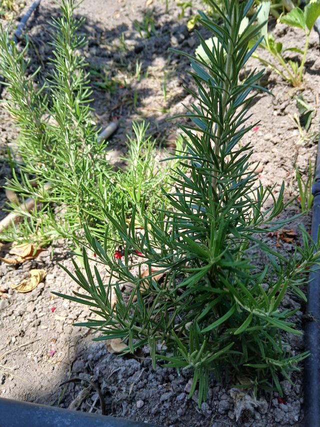 2 Romeros y 5 hierbabuena plantas