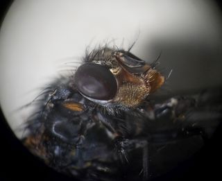 Lupa binocular Olympus de 10 o 20 aumentos