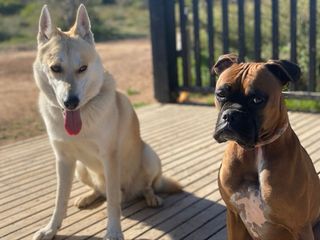 Cuidado de mascotas. Guarderia Canina