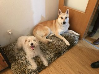 Cuidado de mascotas. Guarderia Canina