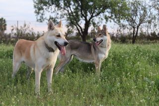 Cuidado de mascotas. Guarderia Canina