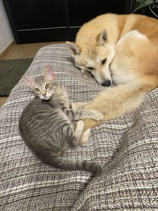 Cuidado de mascotas. Guarderia Canina