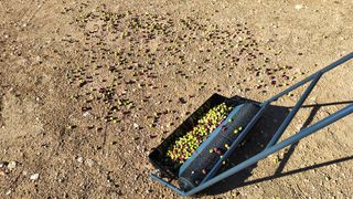 RECOLECTOR N2 MANUAL DE ACEITUNA DE SUELO