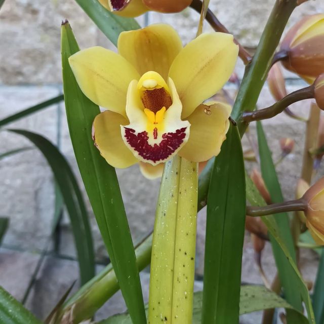 Orquídeas Cimbidium