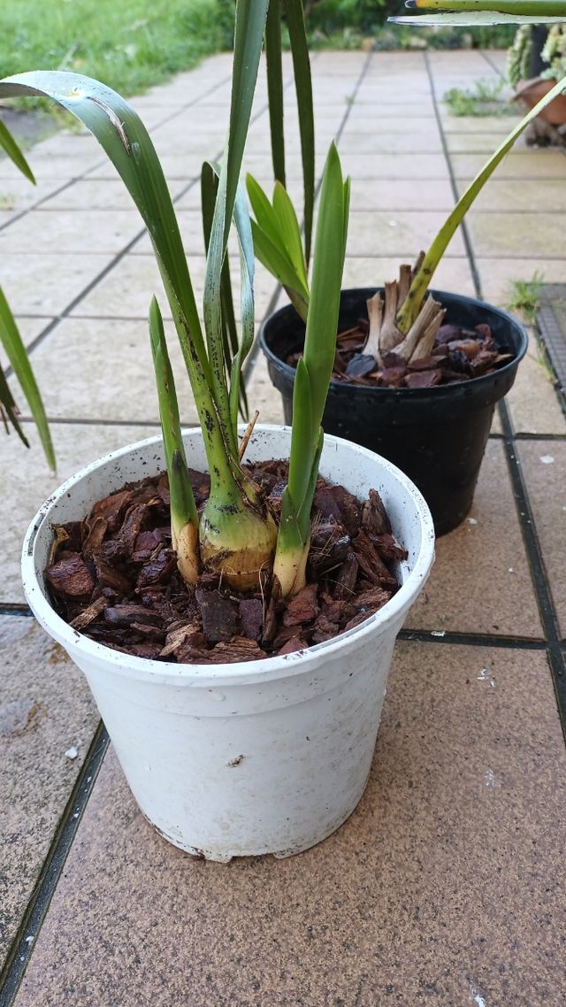 Orquídeas Cimbidium