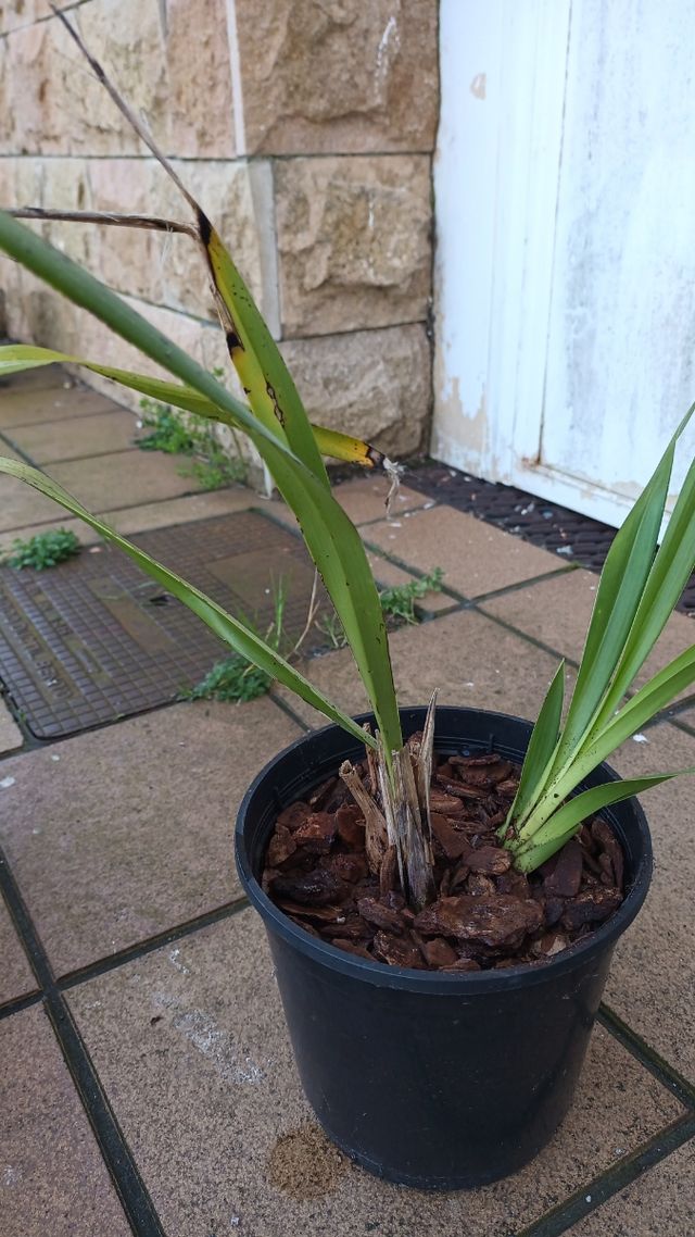 Orquídeas Cimbidium